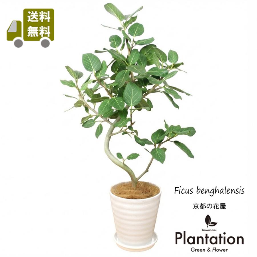 送料無料 観葉植物 フィカス ベンガレンシス幹曲り8号 人気の