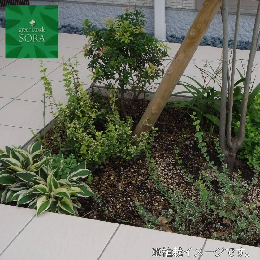 アセビ H400〜600mm 鉢底より 植木 苗 : SORA - 通販 - Yahoo