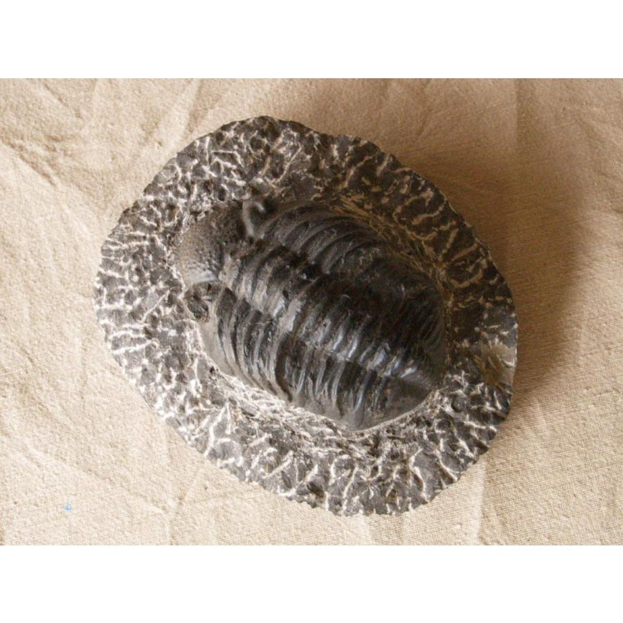 稀少珍品 デボン紀 三葉虫化石 奇形 母岩付14cm1.1kg Trilobite