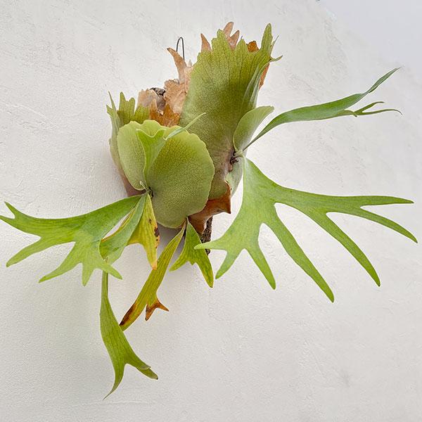 観葉植物 （わけあり特価）ビカクシダ（コウモリラン） フーンシキ