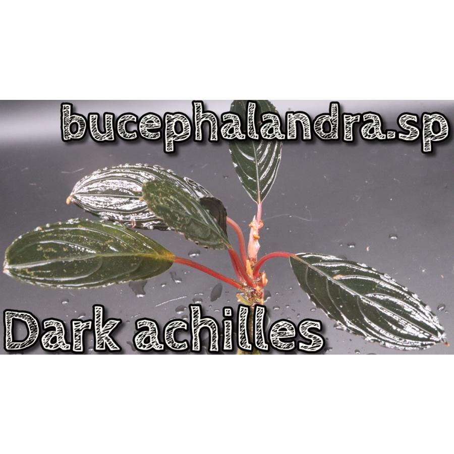 ブセファランドラsp ダークアキレス bucephalandra.sp Dark achilles