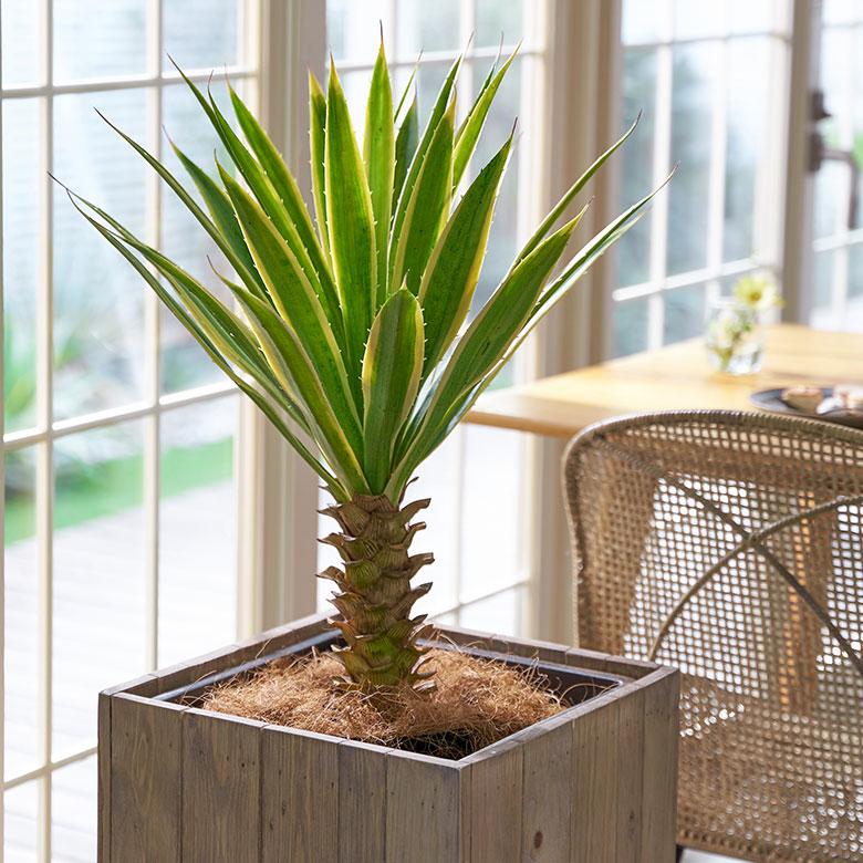 フェイク グリーン ユッカ グロリオサ 高さ 70cm 観葉 植物 プランツ