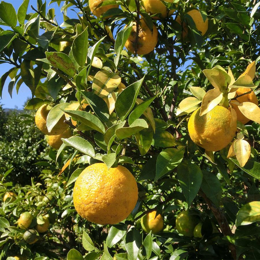 愛媛県産 柚子 10kg 家庭用 訳あり サイズ おまかせ 混合 送料無料 箱