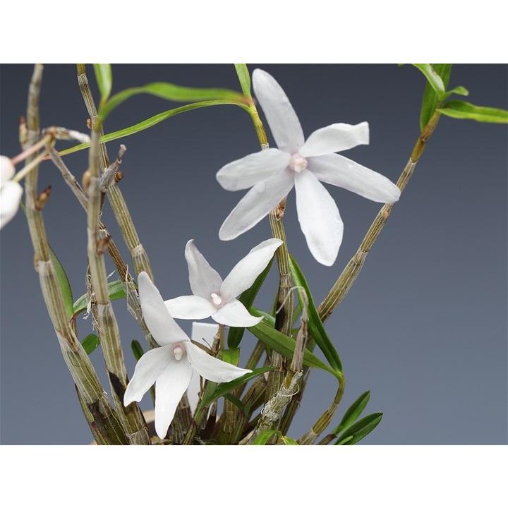 長生蘭 セッコク 飛沫 9 : フェニックスガーデン - 通販 - Yahoo