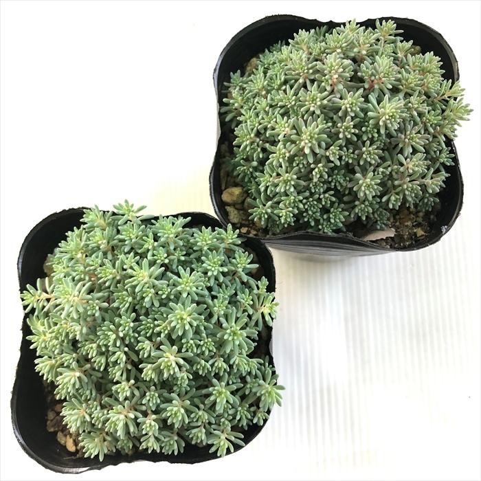 日本花キ流通 多肉植物 seセダム ヒスパニカム プルプレア 9cmポット