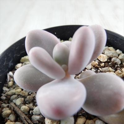 日本花キ流通 多肉植物 skグラプトペタルム アメジスチヌム 多肉植物