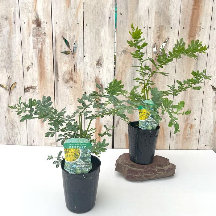 日本花キ流通 アカシア ミモザアカシア 10.5cmポット 庭木 苗木 花木