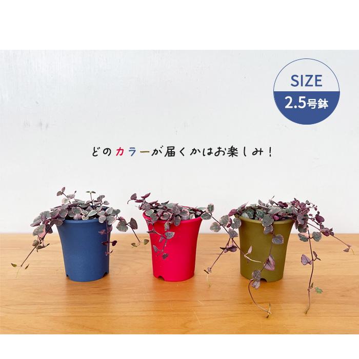 日本花キ流通 観葉植物 セロペギア レディーハート 2.5号鉢 多肉植物