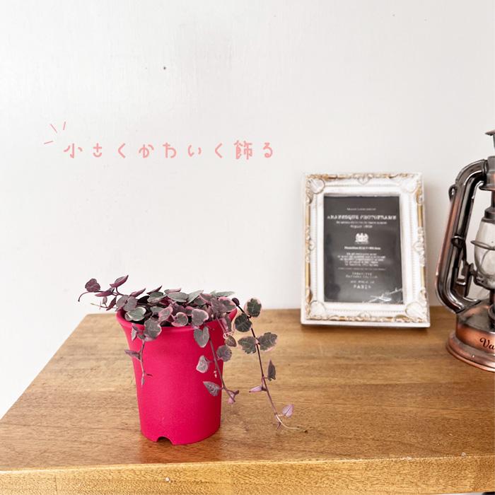 日本花キ流通 観葉植物 セロペギア レディーハート 2.5号鉢 多肉植物