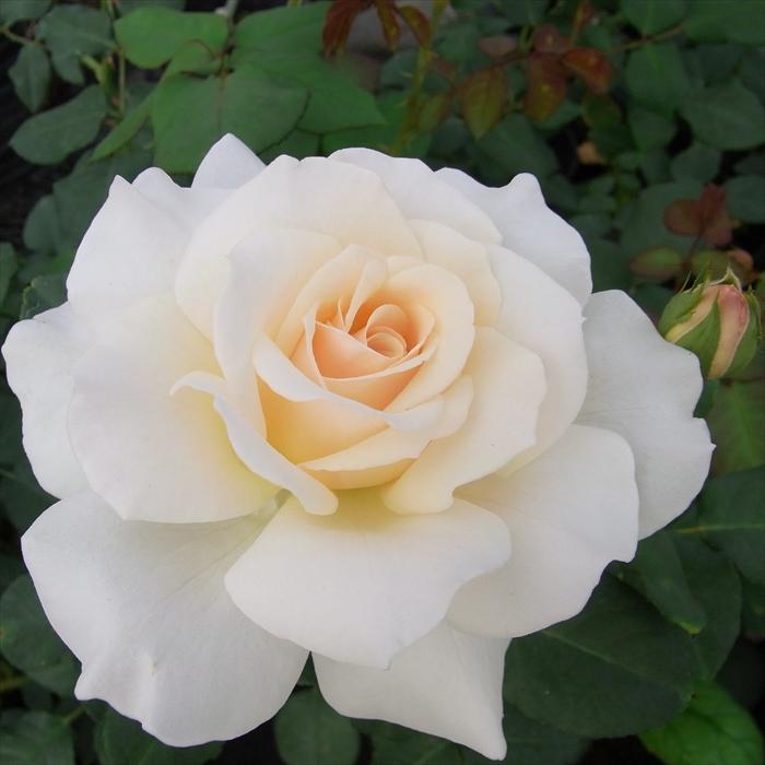 日本花キ流通 予約販売 バラ 苗 バラ 新苗 中輪 フレンチレース 木立性