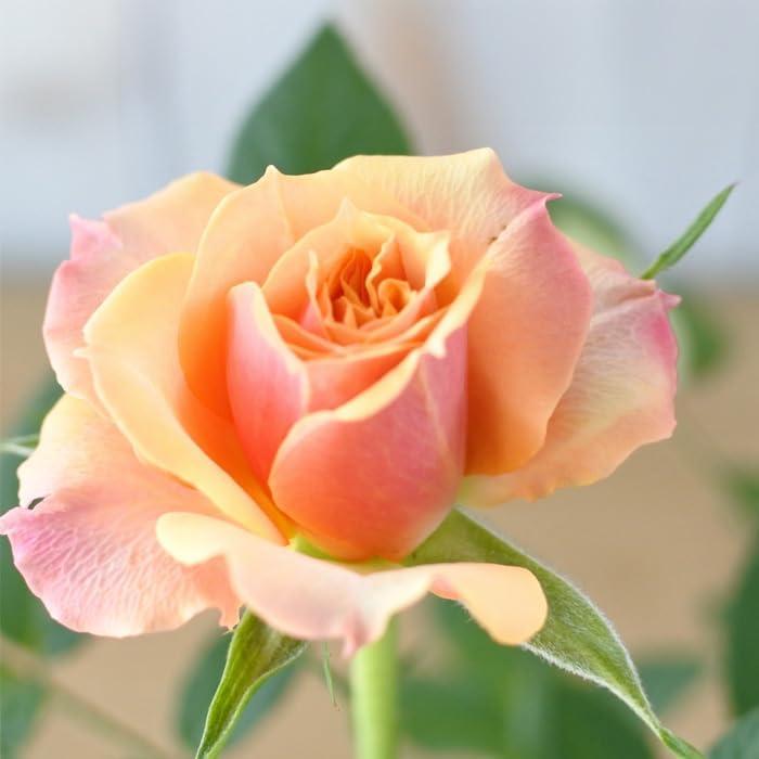 日本花キ流通 【まもなく締め切り】 予約販売 ミニバラ アレクサンドラ