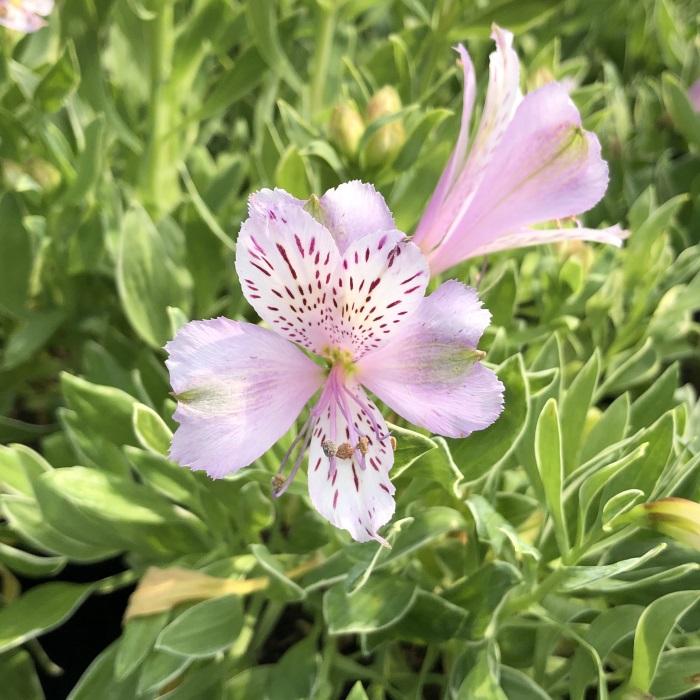 日本花キ流通 予約販売 アルストロメリア 苗 スズザクラ 10.5cmポット