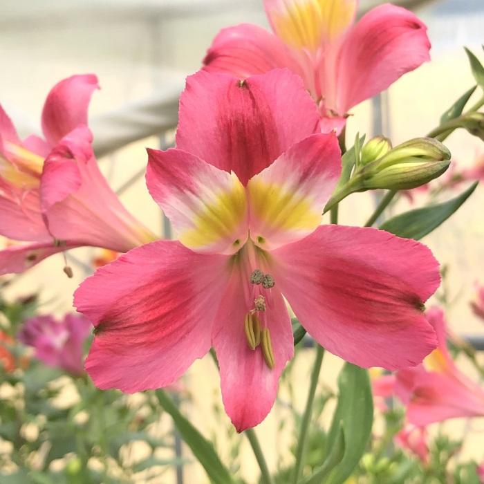 日本花キ流通 予約販売 アルストロメリア 苗 ピンクスプレー 10.5cm