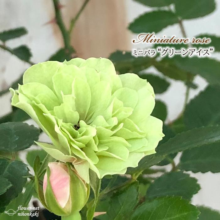日本花キ流通 予約販売 ミニバラ グリーンアイス 3号ポット 四季咲き