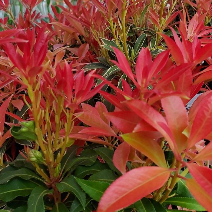 日本花キ流通 予約販売 アセビ フレーミングシルバー 10.5cmポット