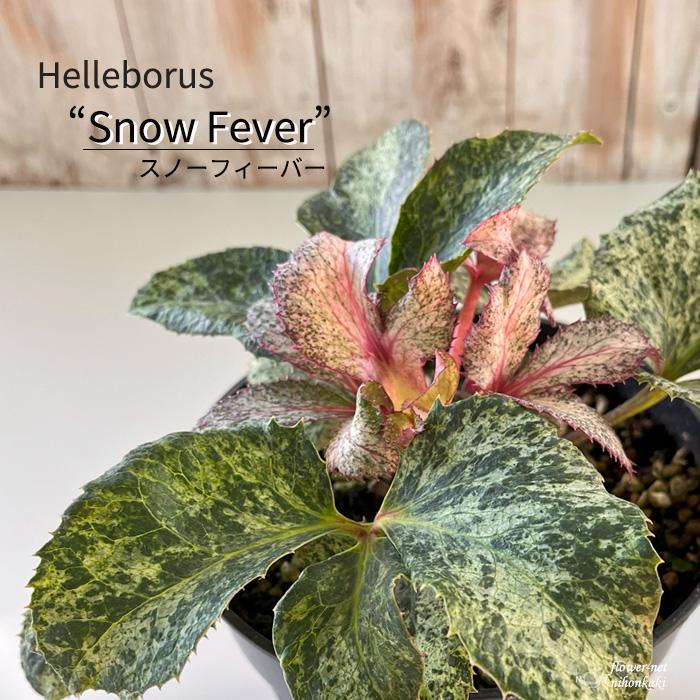 日本花キ流通 予約販売 斑入りクリスマスローズ スノーフィーバー 5号
