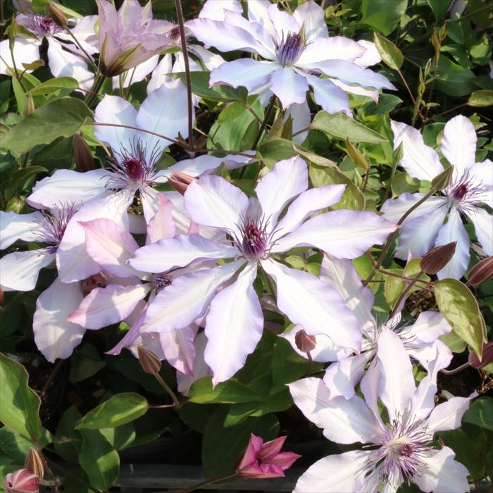 予約販売 クレマチス 苗 アフロディーテナナミール 品種登録出願中