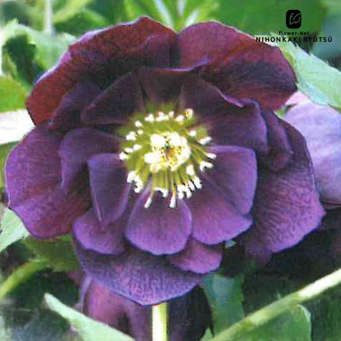 クリスマスローズ苗 ダブル パープル 杉山交配 9cmポット 宿根草