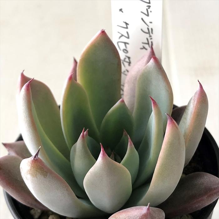 多肉植物 O'sエケベリア ブランデティ×クスピダータサンロベルト O's