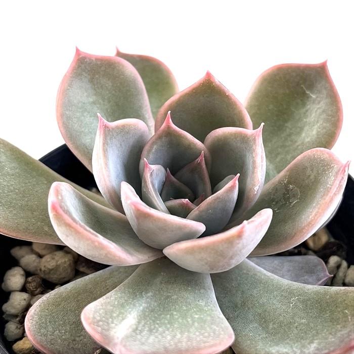 日本花キ流通 多肉植物 skエケベリア リンゼアナ×ルシンダ 多肉植物