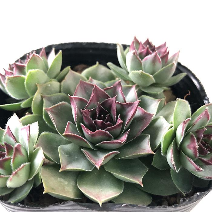 日本花キ流通 多肉植物 sfセンペルビウム チョコレートチップ 7.5cm