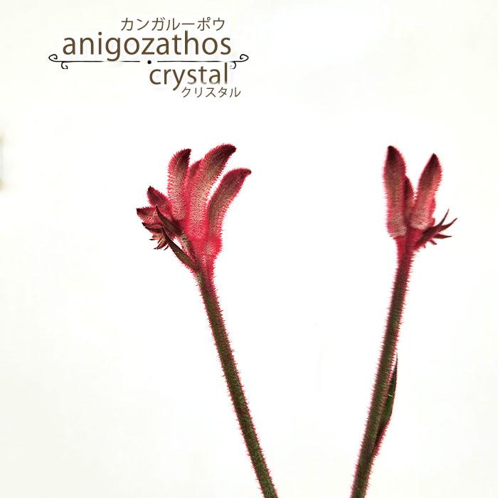 日本花キ流通 予約販売 カンガルーポー クリスタル アニゴザントス 5号