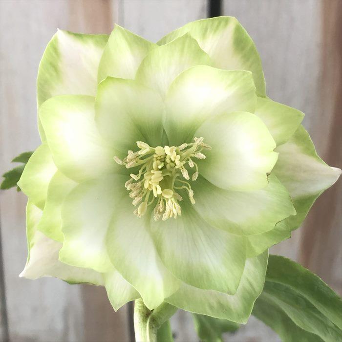 クリスマスローズ 利休 0209-010 現品販売 送料無料 曽田園芸 12cm