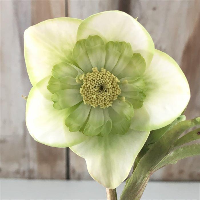 クリスマスローズ ピエラ セミダブル 0209-025 現品販売 送料無料 吉田