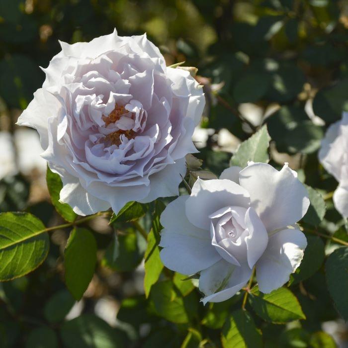 予約販売 バラ苗 バラ大苗 ロサ オリエンティス ザセレスティアル 品種