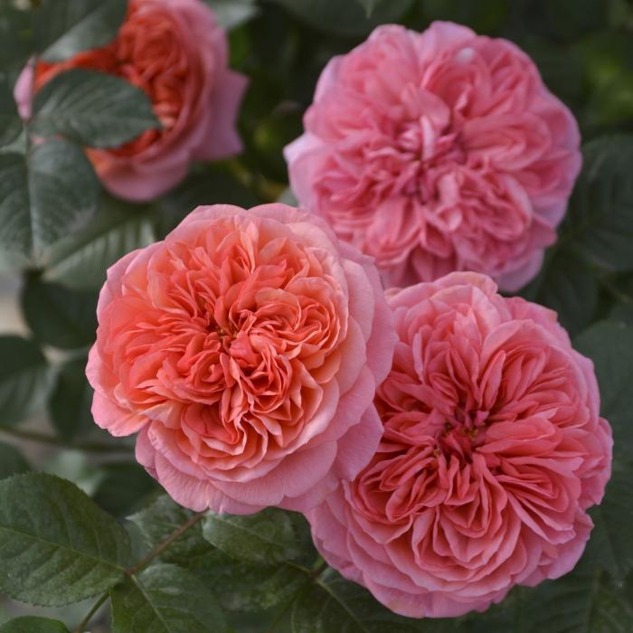 予約販売 バラ苗 バラ大苗 ロサ オリエンティス ライフ 品種登録出願中