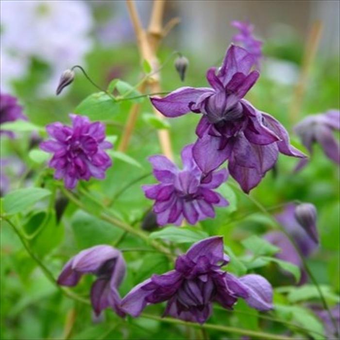 予約販売 クレマチス 苗 フローレプレノ （メアリーローズ） ビチセラ