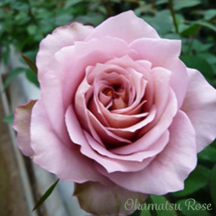 予約販売 バラ苗 バラ新苗 オッポセンター 契約品種 薔薇 ばら 国産苗