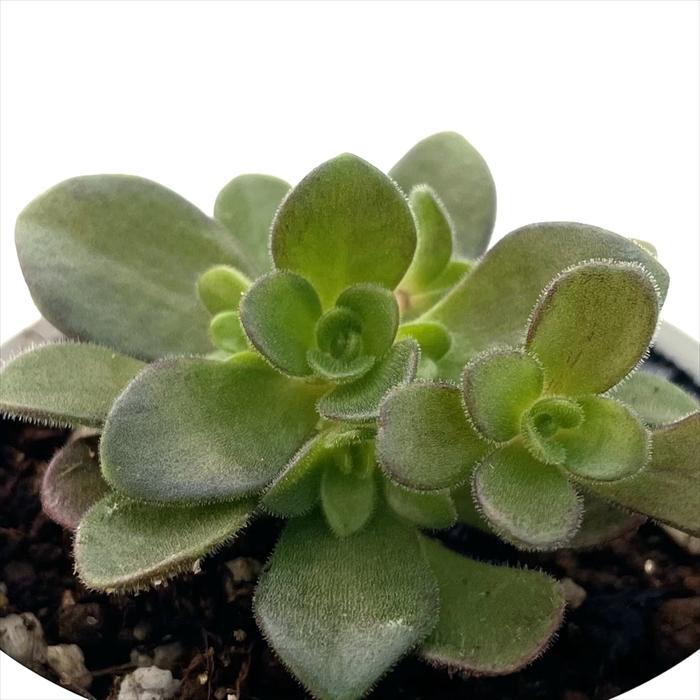 日本花キ流通 多肉植物 hmアエオニウム サンデルシー 多肉植物