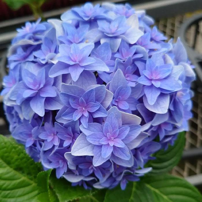 予約販売 アジサイ 百年乃恋 9cmポット ヒャクネンノコイ 登録申請中