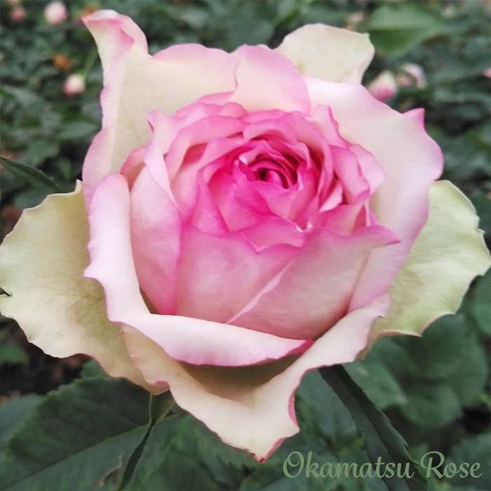 予約販売 バラ苗 バラ大苗 糸 契約品種 薔薇 ばら 送料無料 国産苗