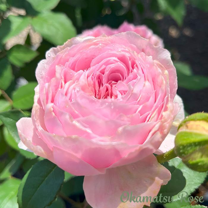 予約販売 バラ苗 バラ大苗 トイプー 契約品種 薔薇 ばら 送料無料 国産