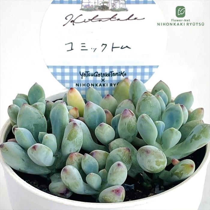 日本花キ流通 多肉植物 Hitotabaセダム コミックトム 多肉植物