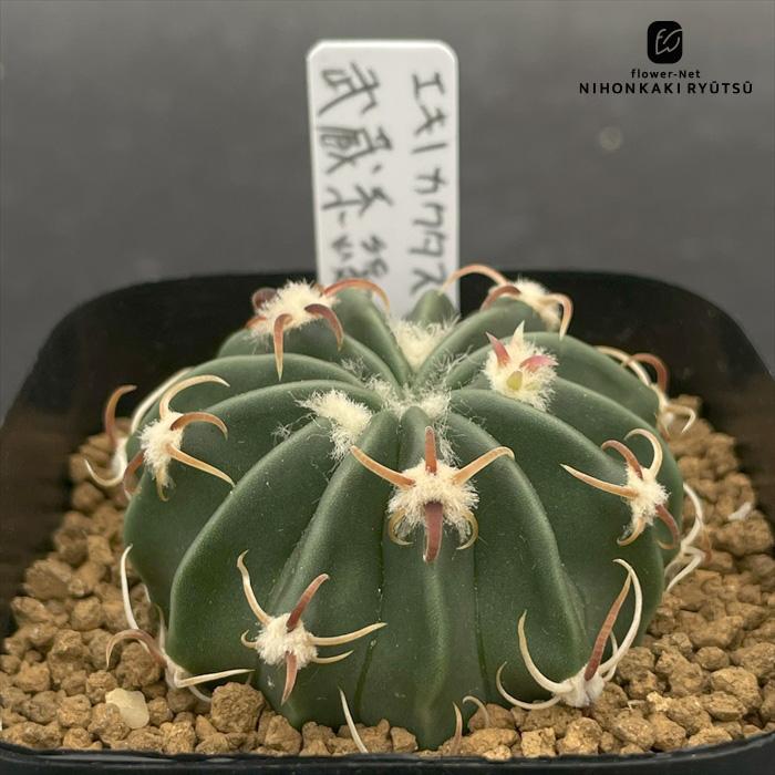 nomサボテン エキノカクタス 武蔵系綾波 実生 ノムラカクタスさん苗