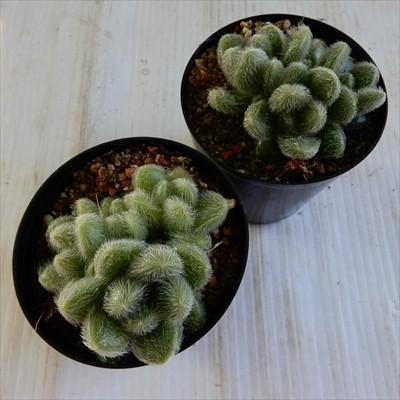 日本花キ流通 多肉植物 sdセダム カシミアヒントニー モシニアナム