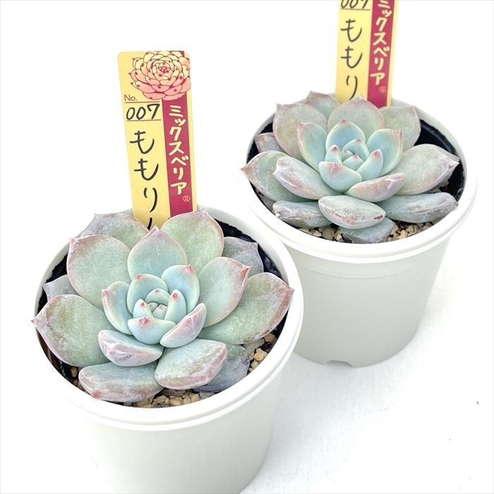 多肉植物 oriミックスベリア No.007 ももりん おらいさん苗 送料無料