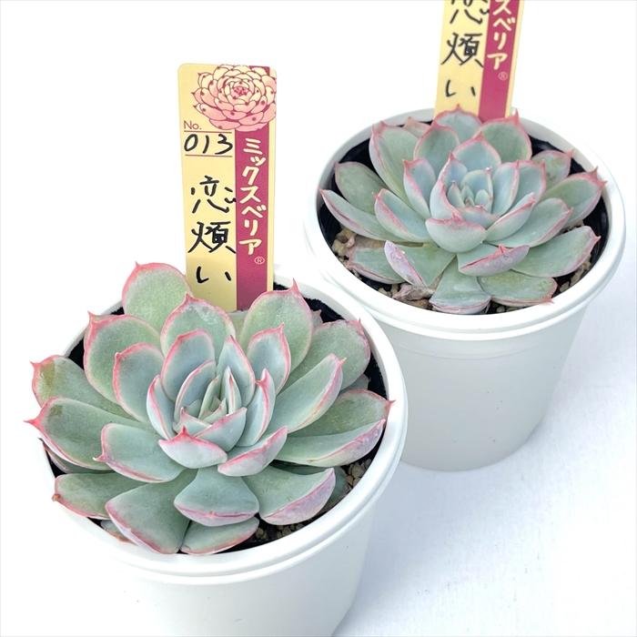 多肉植物 oriミックスベリア No.013 恋煩い おらいさん苗 送料無料
