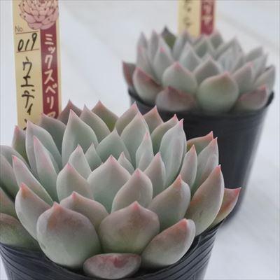 多肉植物 oriミックスベリア No.019 ウエディングベル おらいさん苗