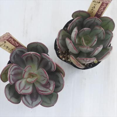 多肉植物 oriミックスベリア No.018 くまどり おらいさん苗 送料無料