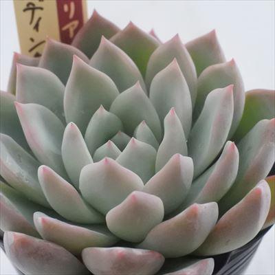 多肉植物 oriミックスベリア No.019 ウエディングベル おらいさん苗