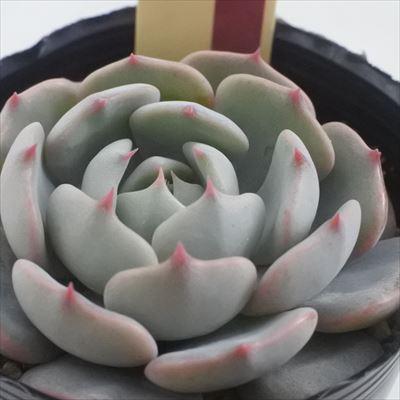 多肉植物 oriミックスベリア No.032 眠り姫 おらいさん苗 送料無料