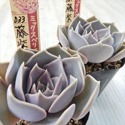 多肉植物 oriミックスベリア No.033 藤紫 おらいさん苗 送料無料