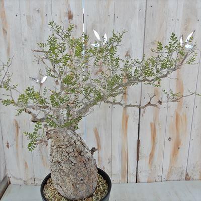 日本花キ流通 多肉植物 caオペルクリカリア パキプス 現品販売 0822-10