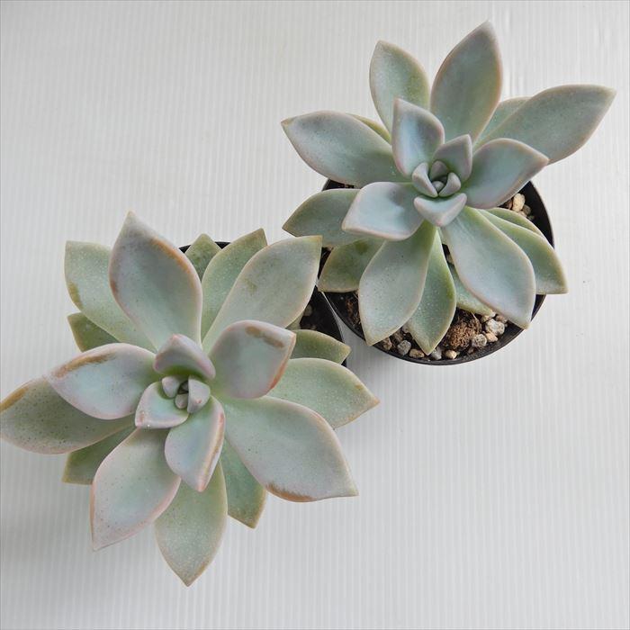 日本花キ流通 多肉植物 skグラプトベリア 桜牡丹 多肉植物