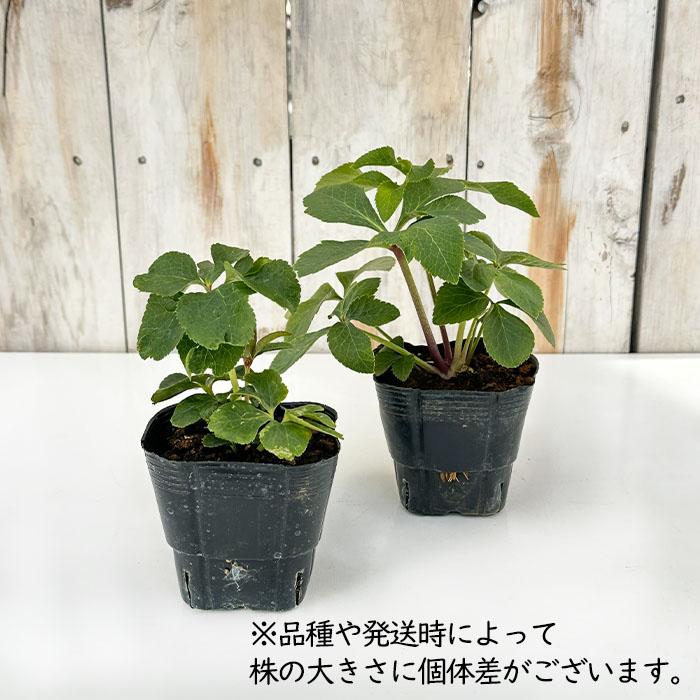 クリスマスローズ苗 ダブルゴールド 杉山交配 9cmポット 宿根草