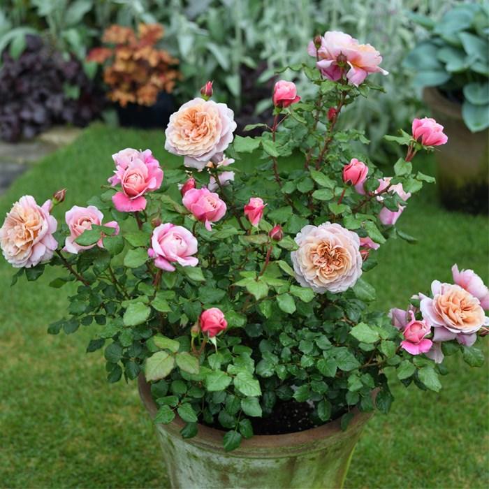 予約販売 バラ苗 バラ大苗 ドリュ ラテラス 品種登録出願中 四季咲き